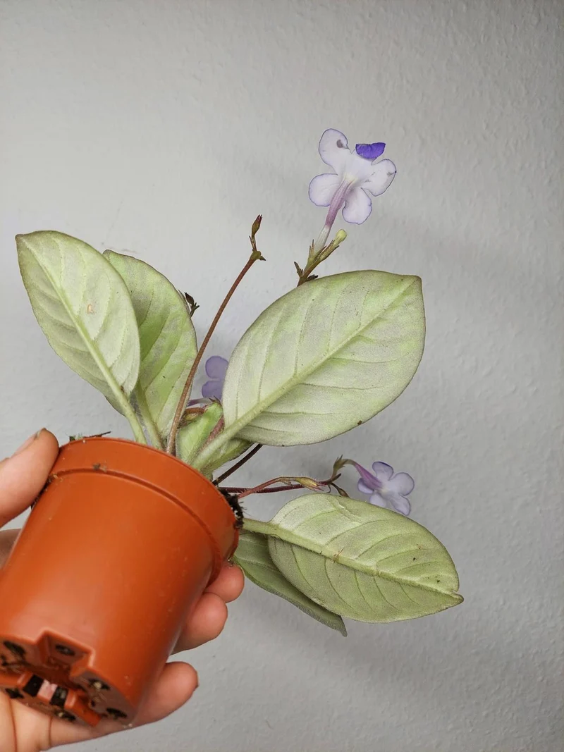 Michaelmoelleria Vietnamensis (zum aussuchen)