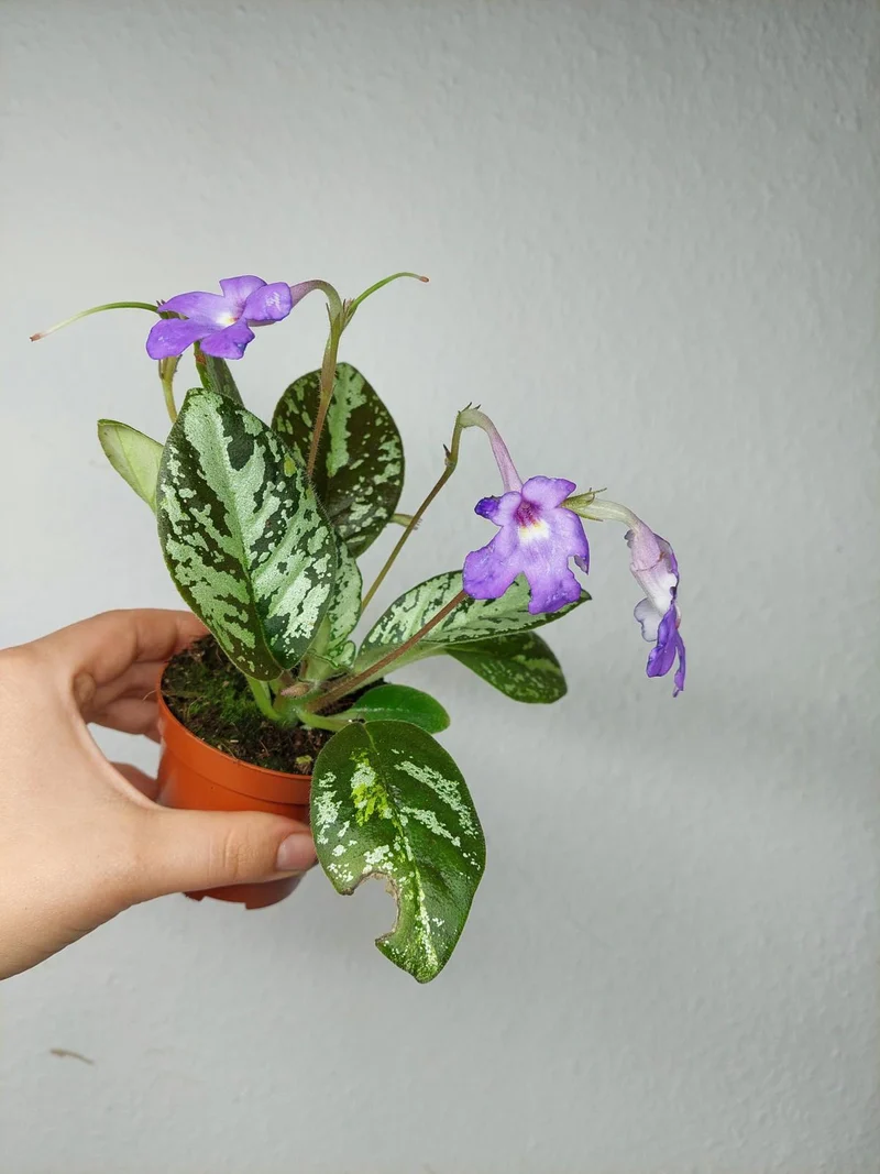 Michaelmoelleria Vietnamensis (zum aussuchen)