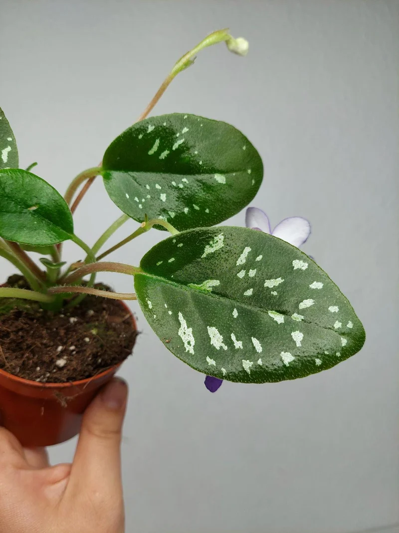 Michaelmoelleria Speckled (zum aussuchen)