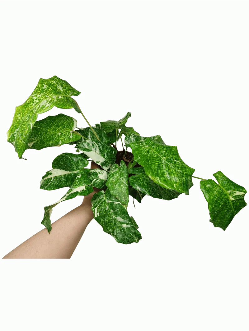 Calathea Musaica (Network) Variegata
