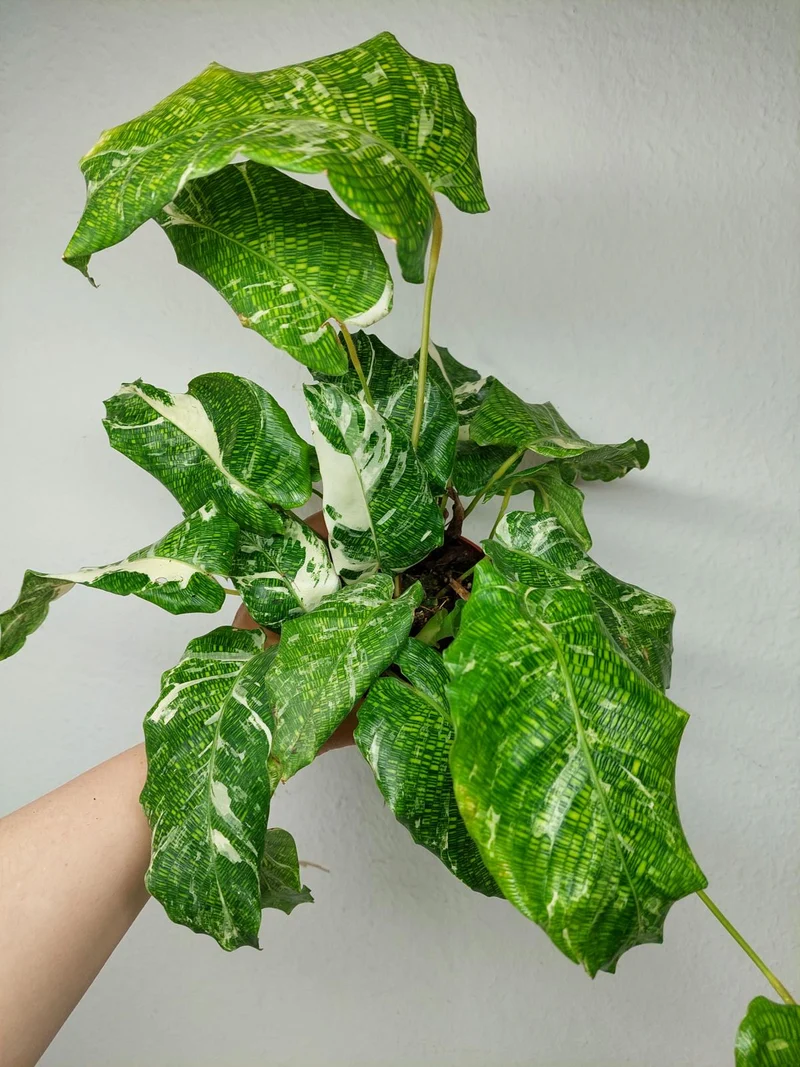 Calathea Musaica (Network) Variegata