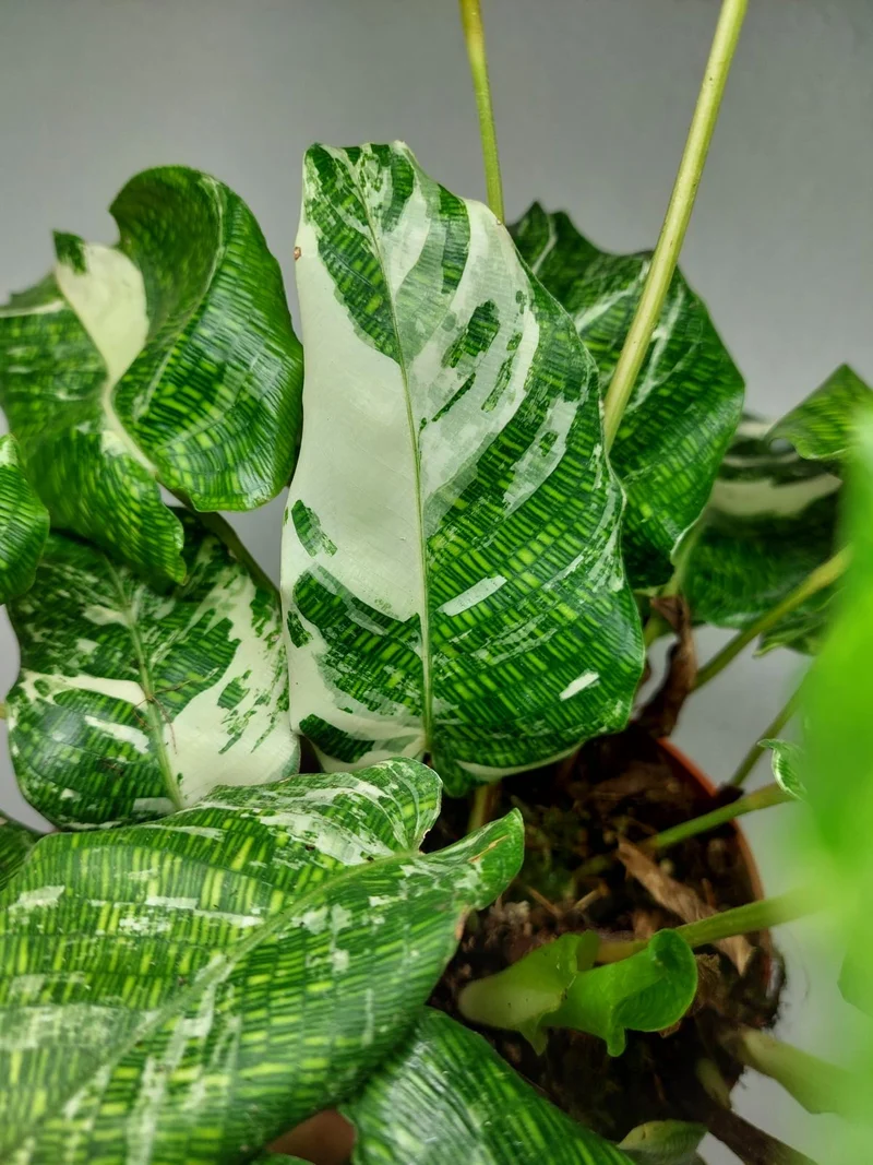 Calathea Musaica (Network) Variegata