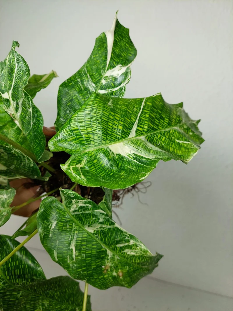 Calathea Musaica (Network) Variegata
