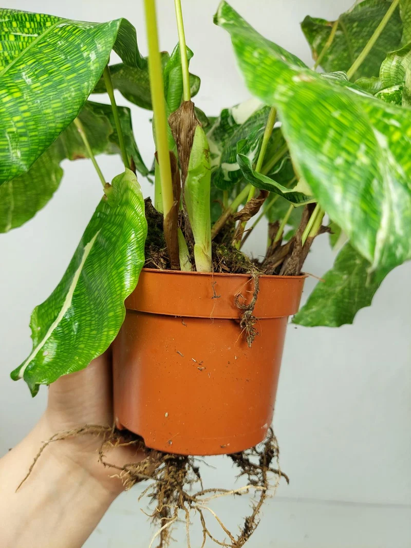 Calathea Musaica (Network) Variegata