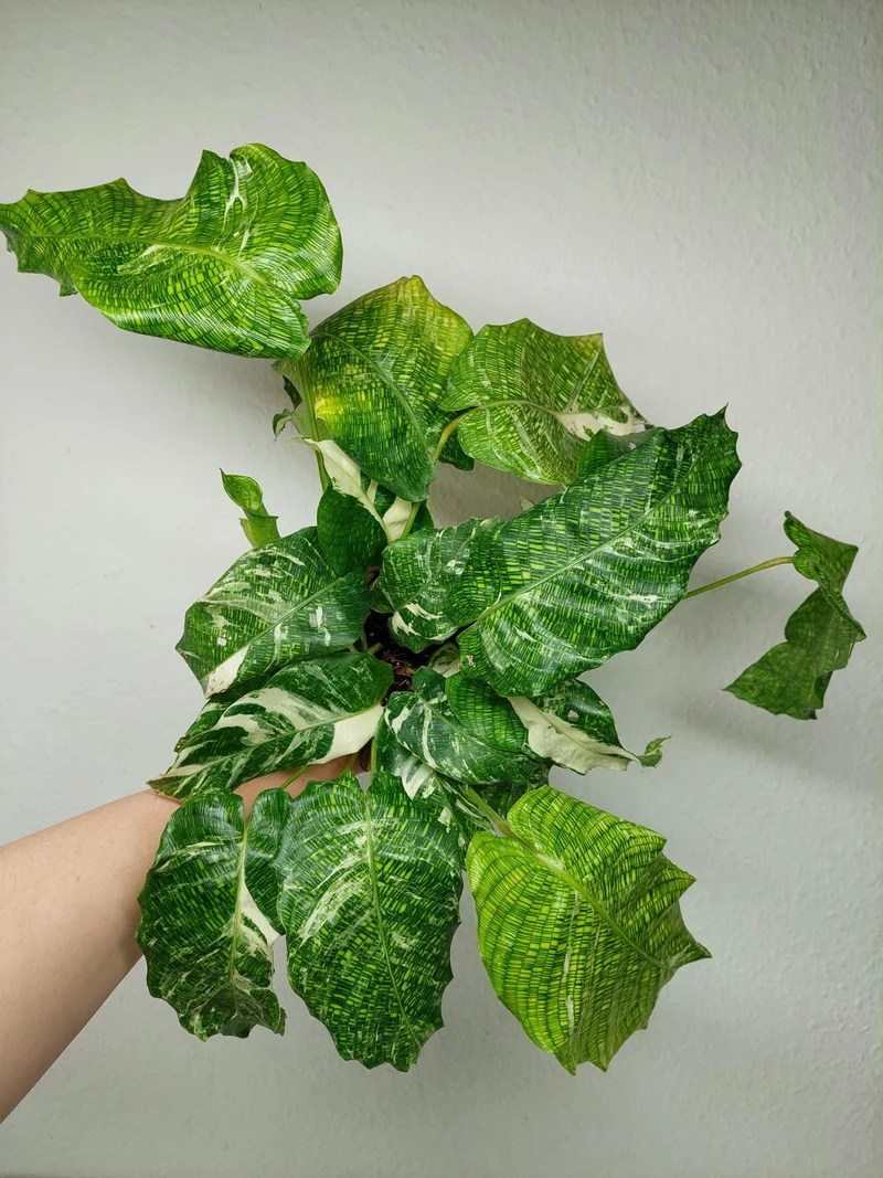 Calathea Musaica (Network) Variegata