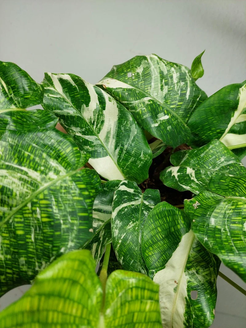 Calathea Musaica (Network) Variegata