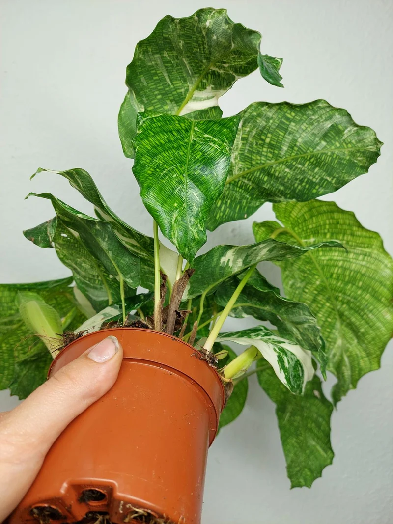Calathea Musaica (Network) Variegata