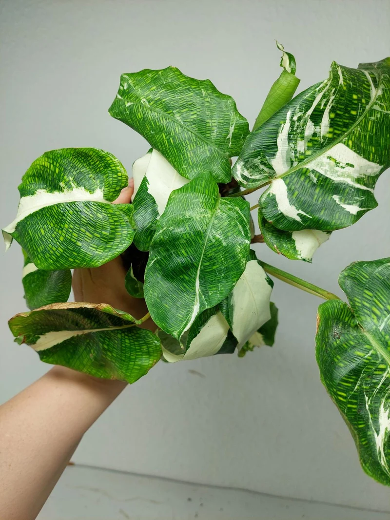 Calathea Musaica (Network) Variegata