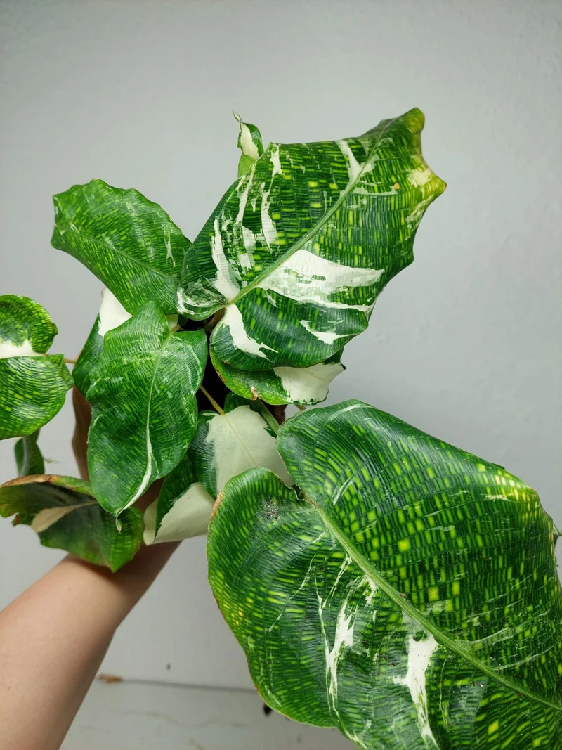 Calathea Musaica (Network) Variegata