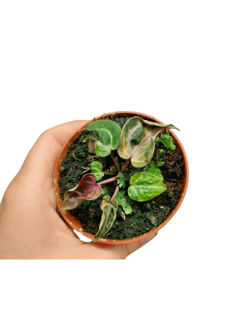 Anthurium Zara x Michelle X Red Crystallinum Variegata