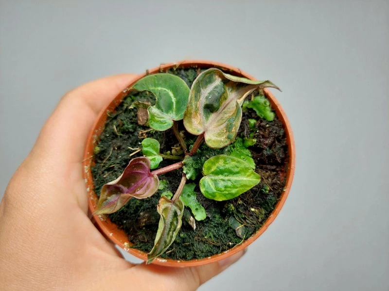 Anthurium Zara x Michelle X Red Crystallinum Variegata