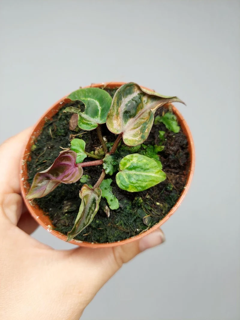 Anthurium Zara x Michelle X Red Crystallinum Variegata