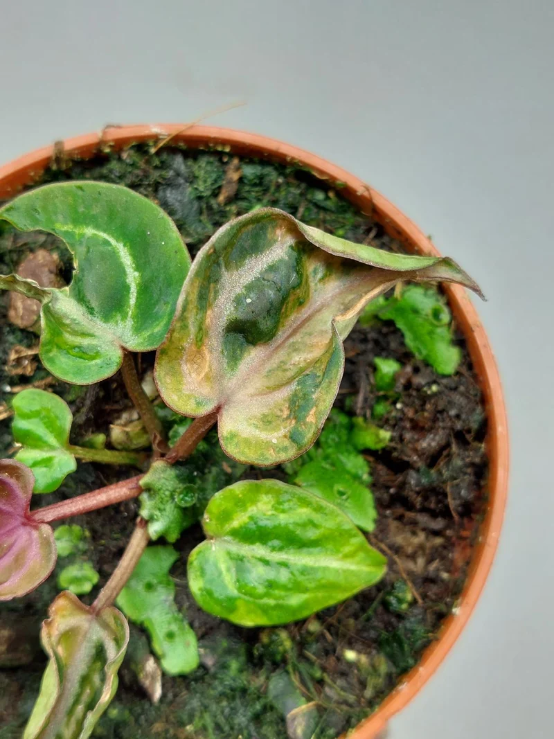 Anthurium Zara x Michelle X Red Crystallinum Variegata
