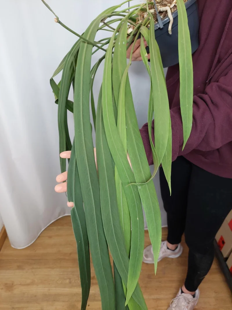 Anthurium Vittarifolium groß