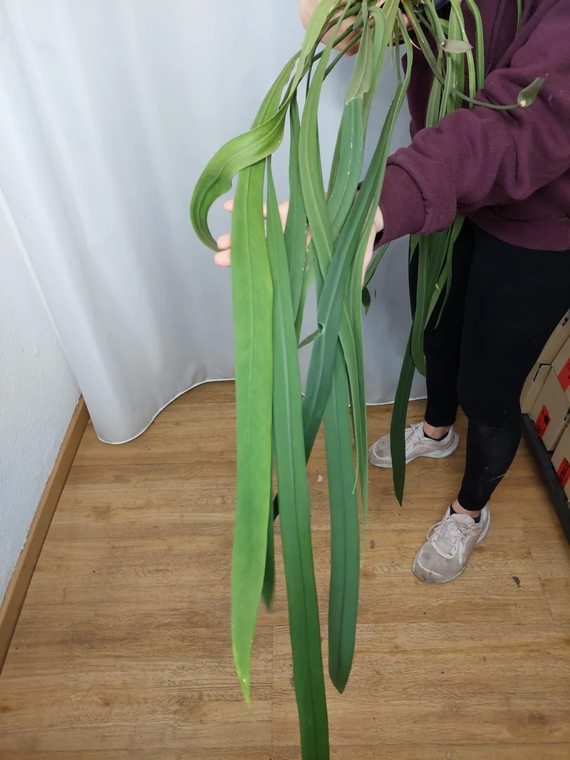 Anthurium Vittarifolium groß