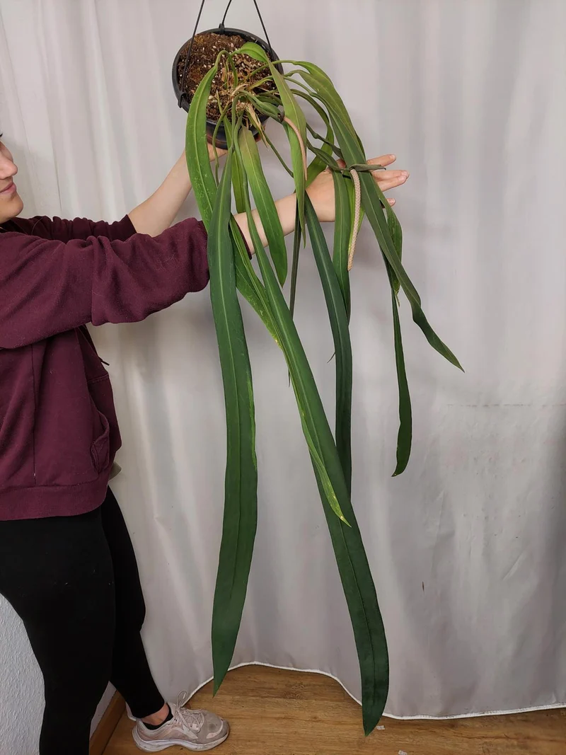 Anthurium Vittarifolium groß