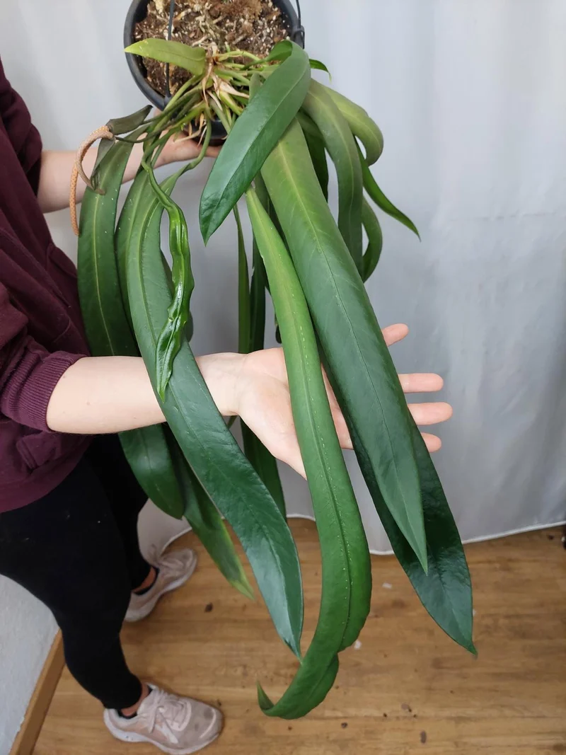 Anthurium Vittarifolium groß