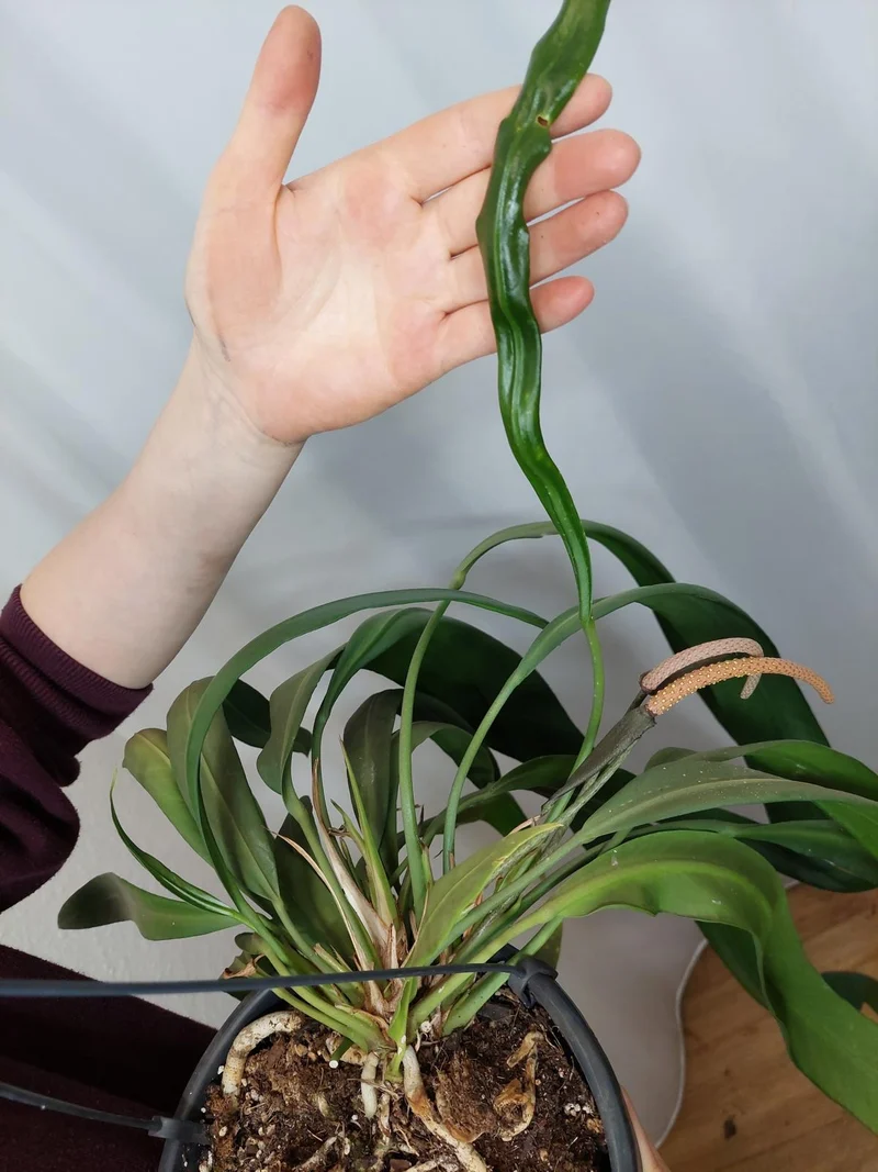 Anthurium Vittarifolium groß