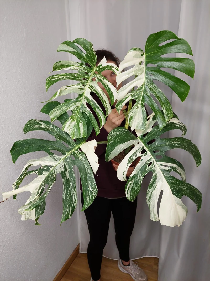 Monstera Variegata Adult