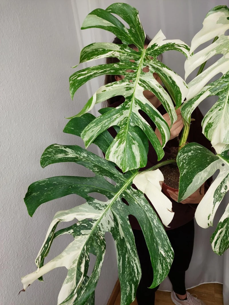 Monstera Variegata Adult