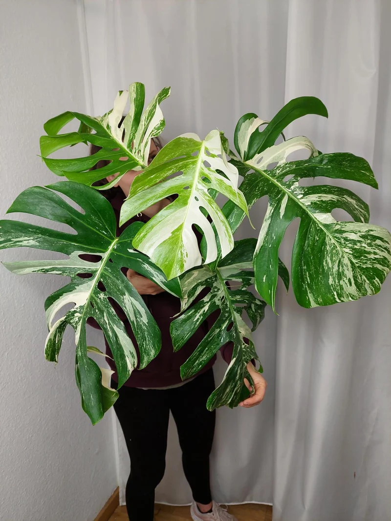 Monstera Variegata Adult