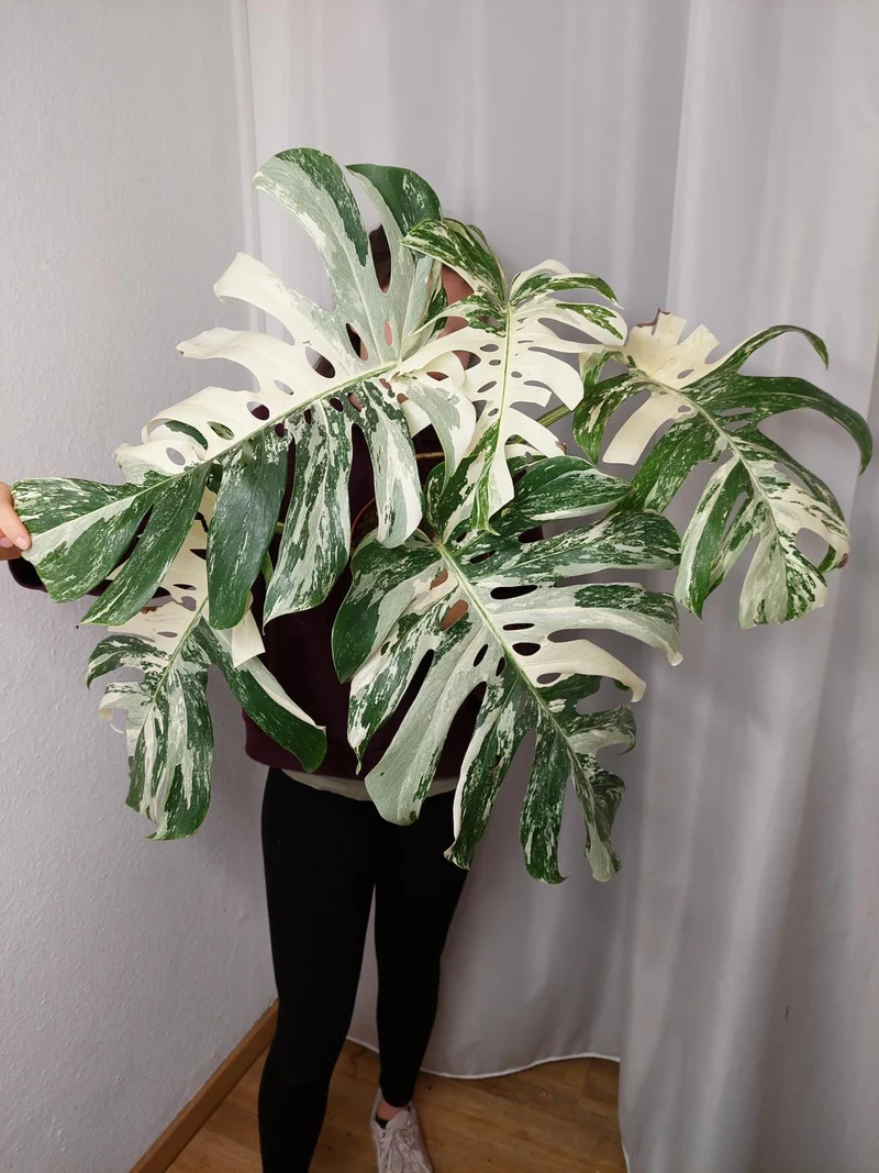 Monstera Variegata Adult