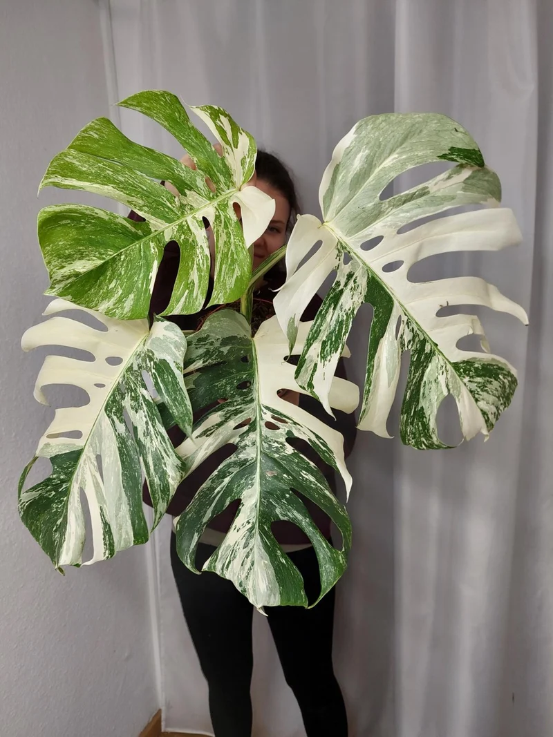 Monstera Variegata Adult
