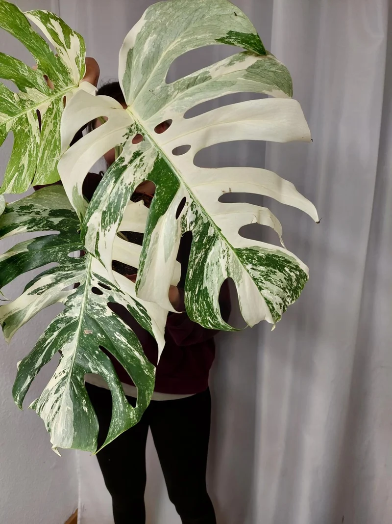 Monstera Variegata Adult
