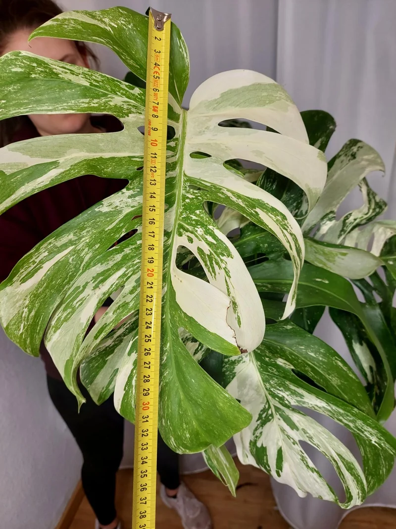 Monstera Variegata Adult