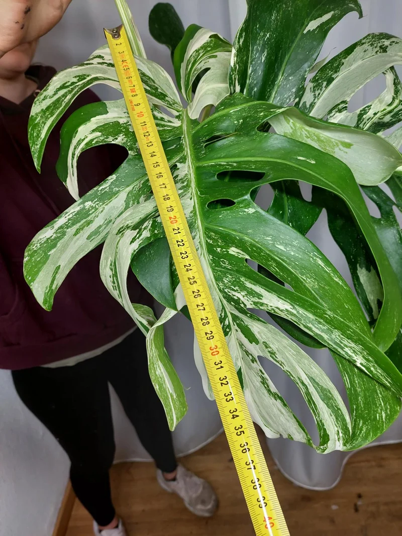 Monstera Variegata Adult