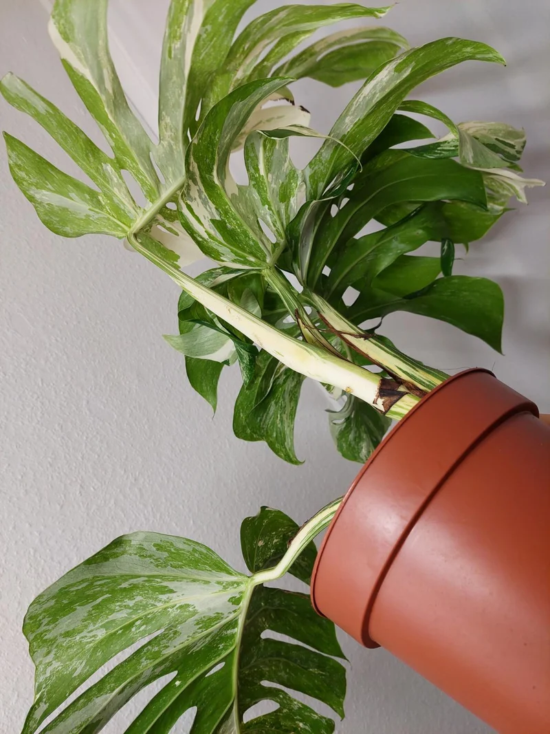 Monstera Variegata Adult