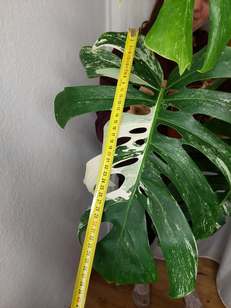 Monstera Variegata Adult