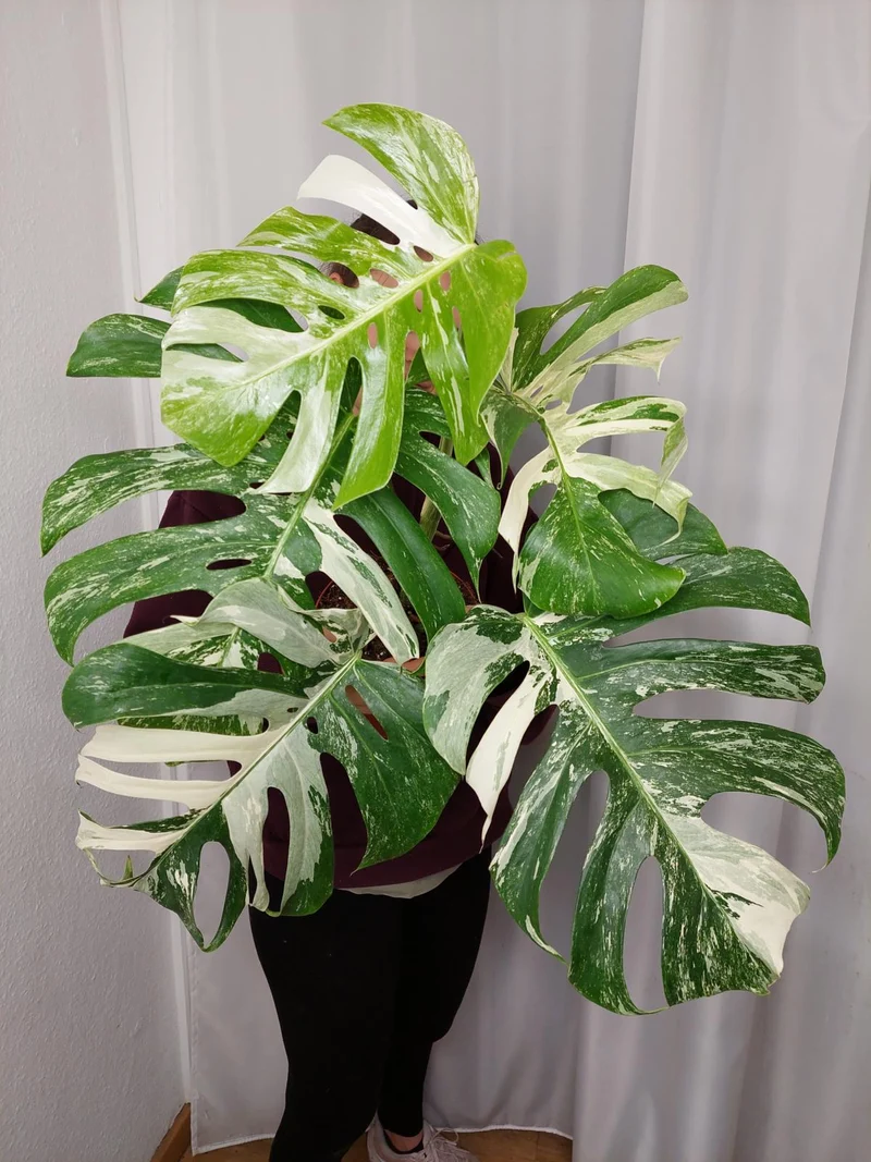 Monstera Variegata Adult