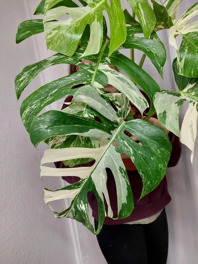 Monstera Variegata Adult