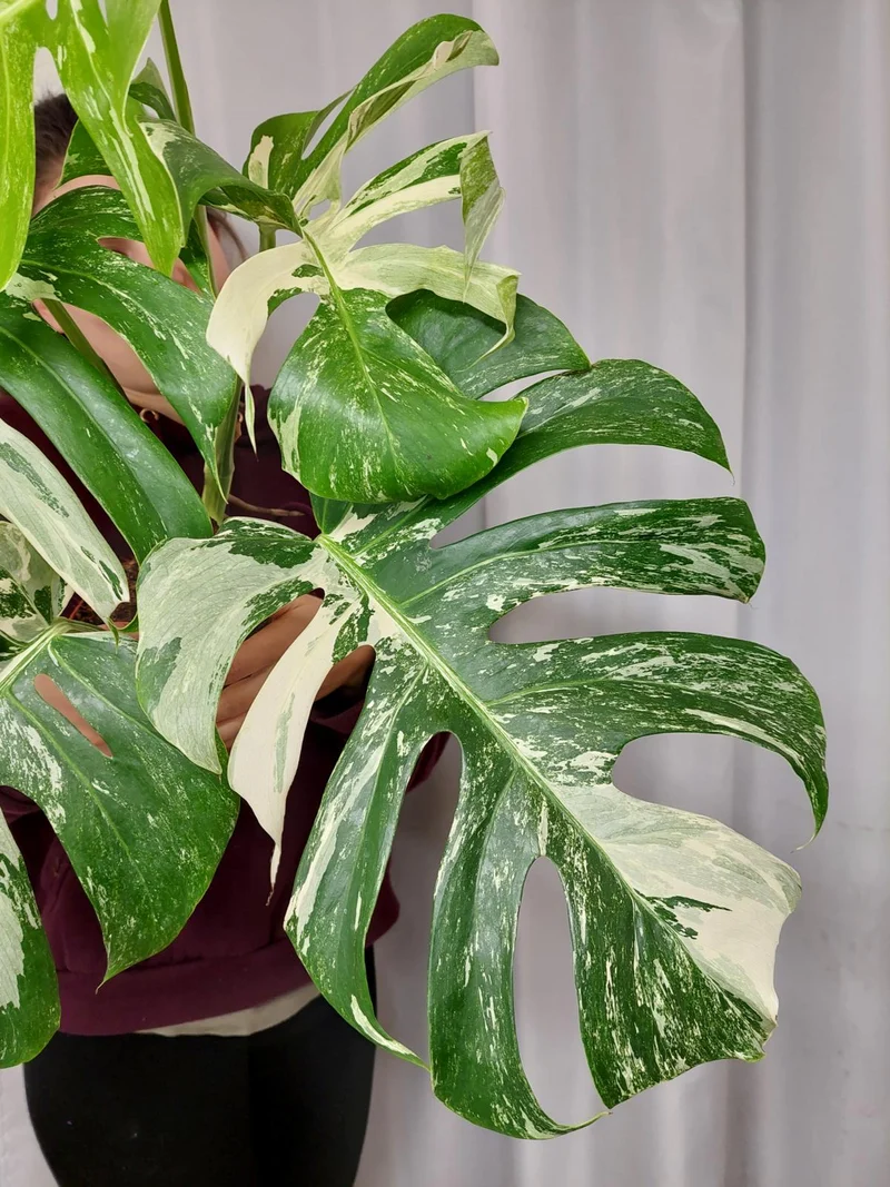 Monstera Variegata Adult