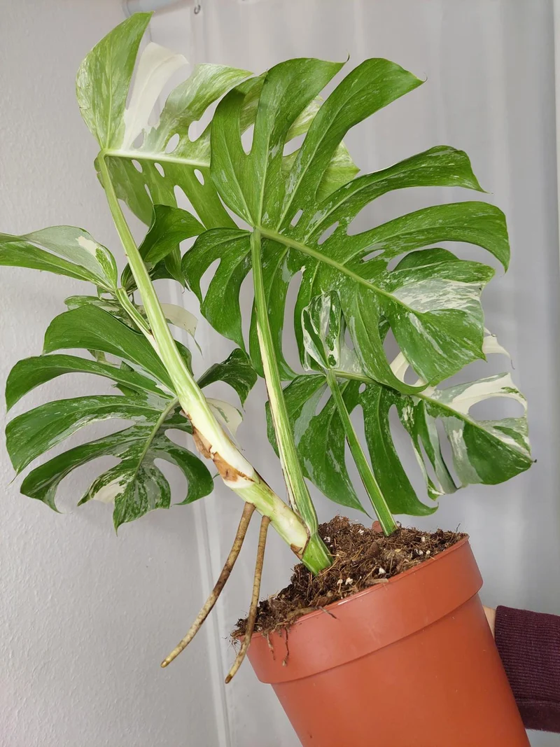 Monstera Variegata Adult