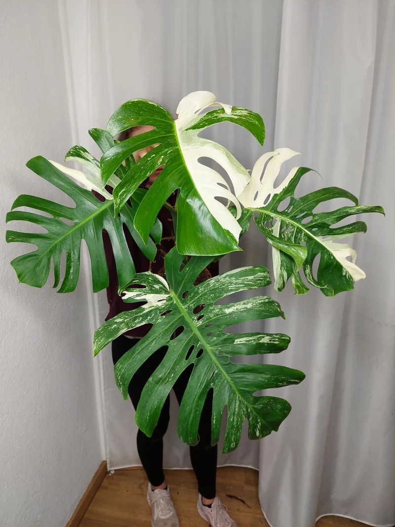 Monstera Variegata Adult