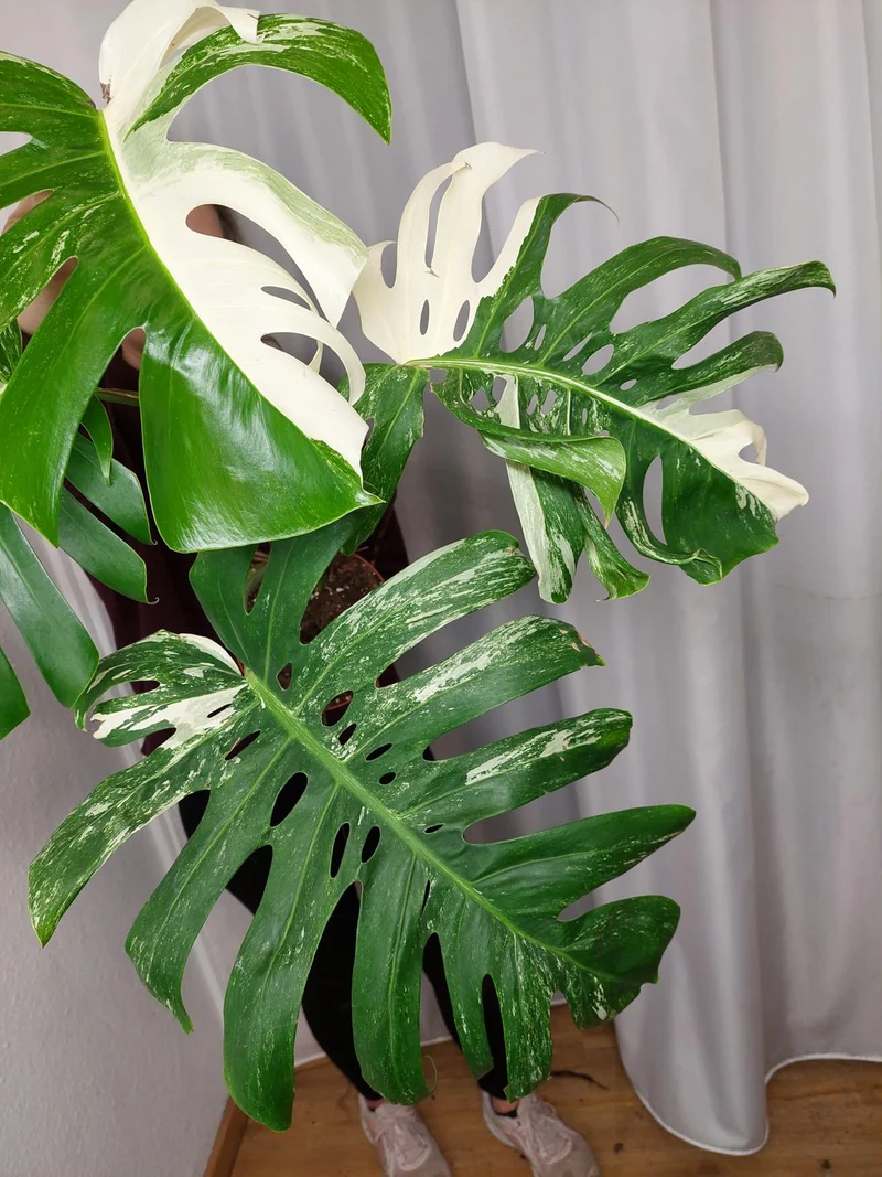 Monstera Variegata Adult