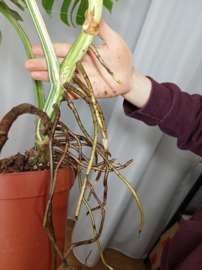 Monstera Variegata Adult