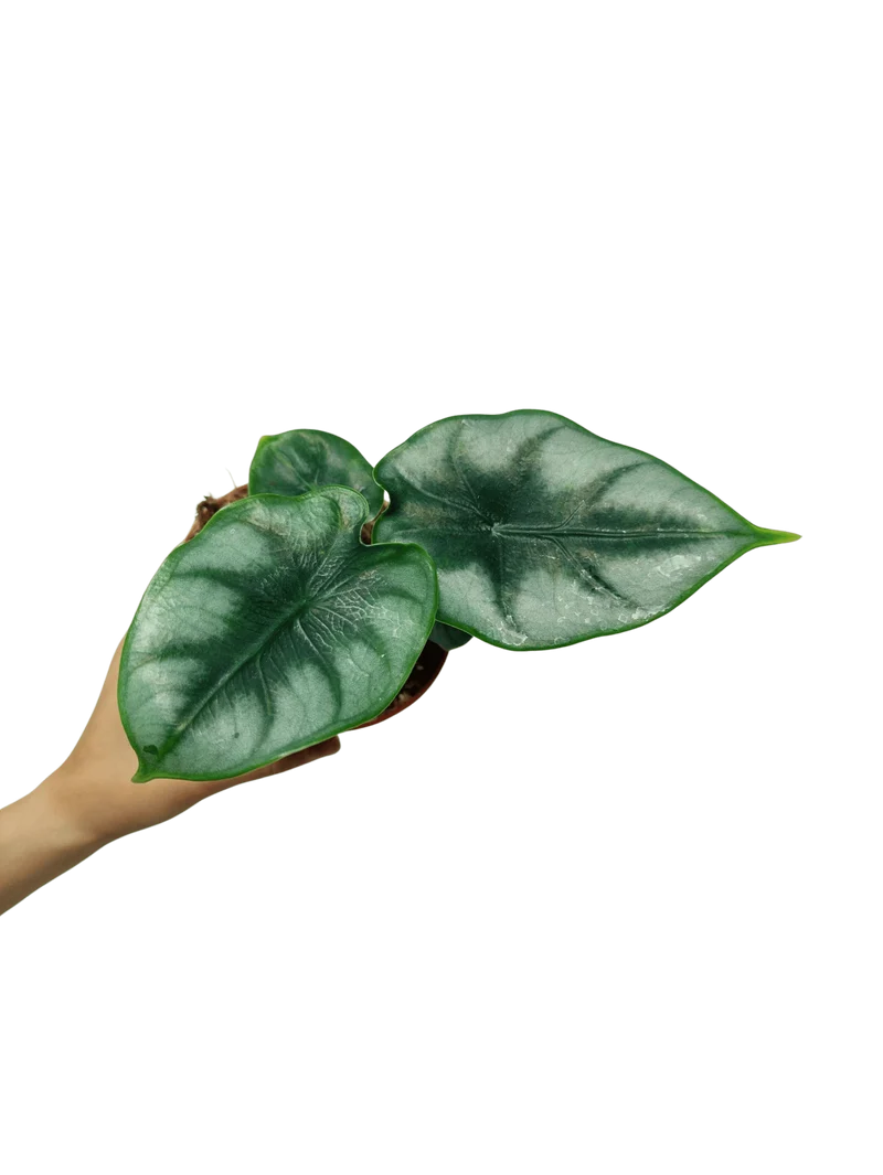 Alocasia Reversa