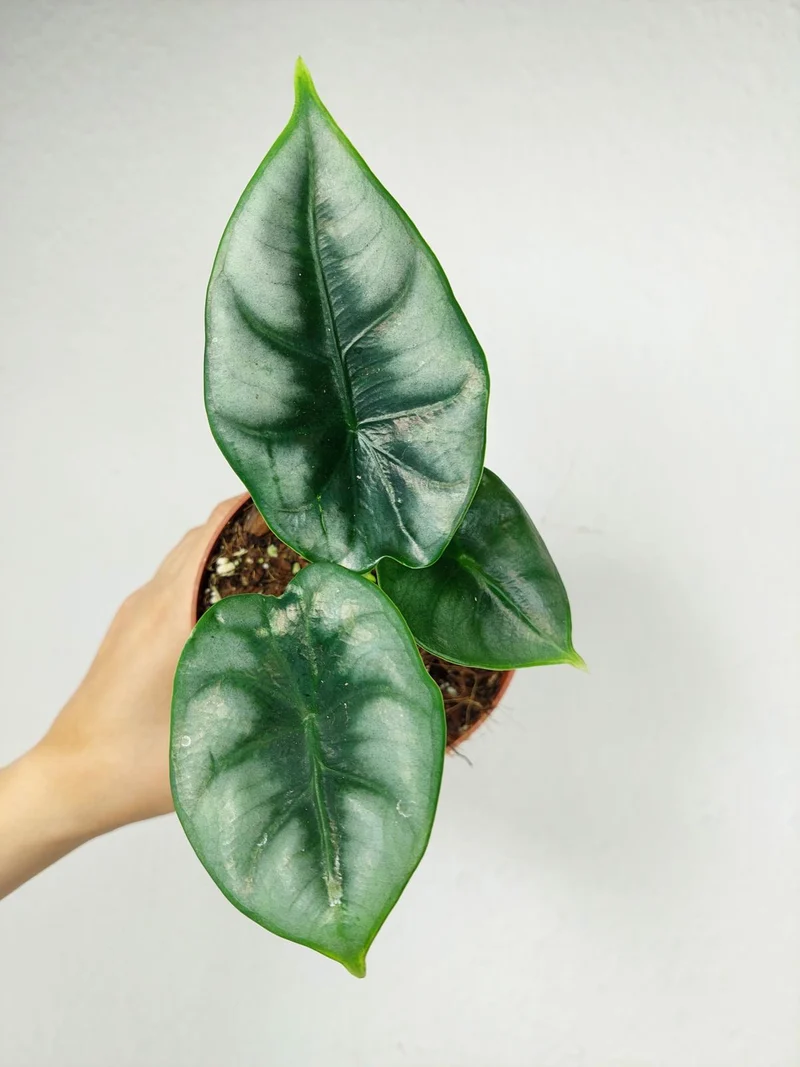 Alocasia Reversa