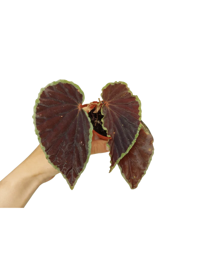 Begonia Darthvaderiana Green Spots