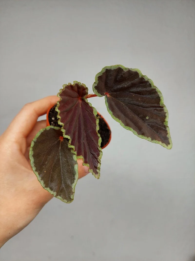 Begonia Darthvaderiana Green Spots