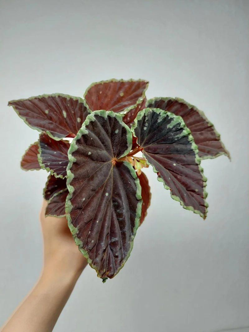 Begonia Darthvaderiana Green Spots