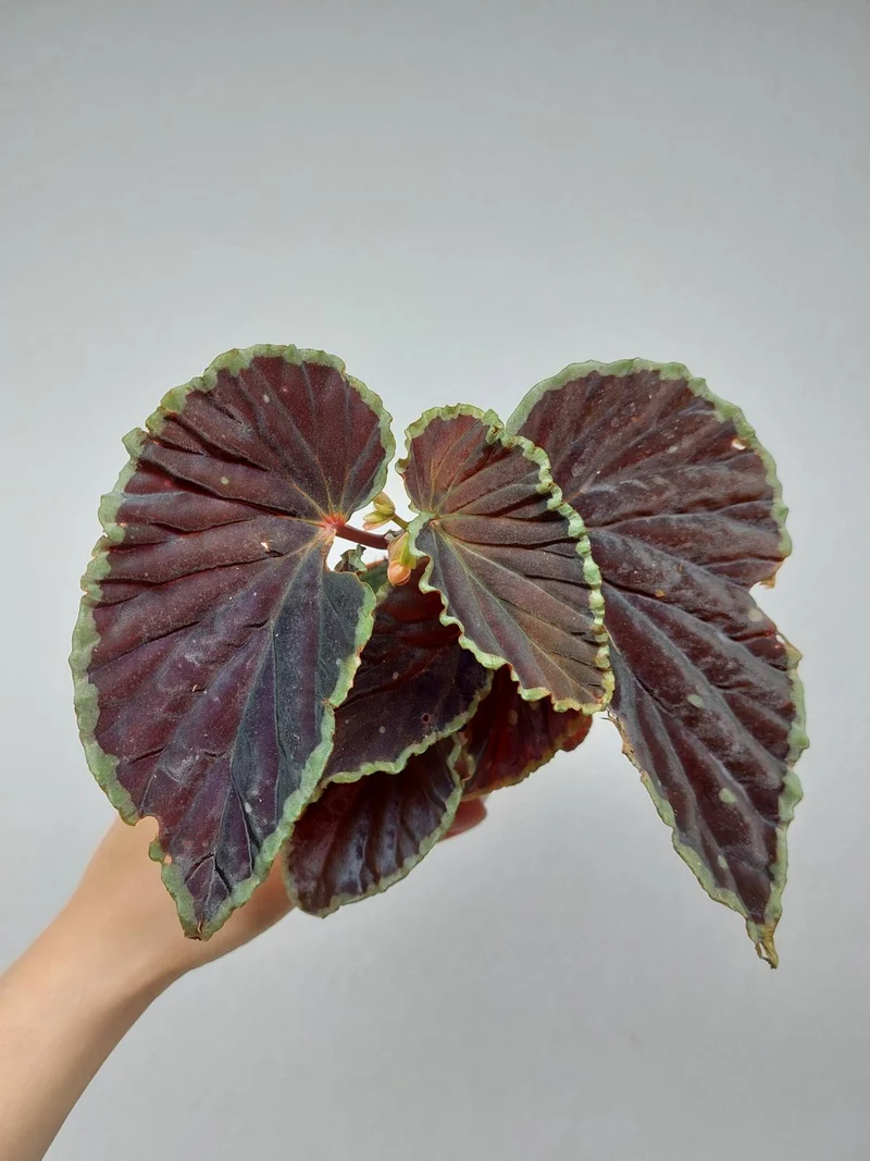 Begonia Darthvaderiana Green Spots