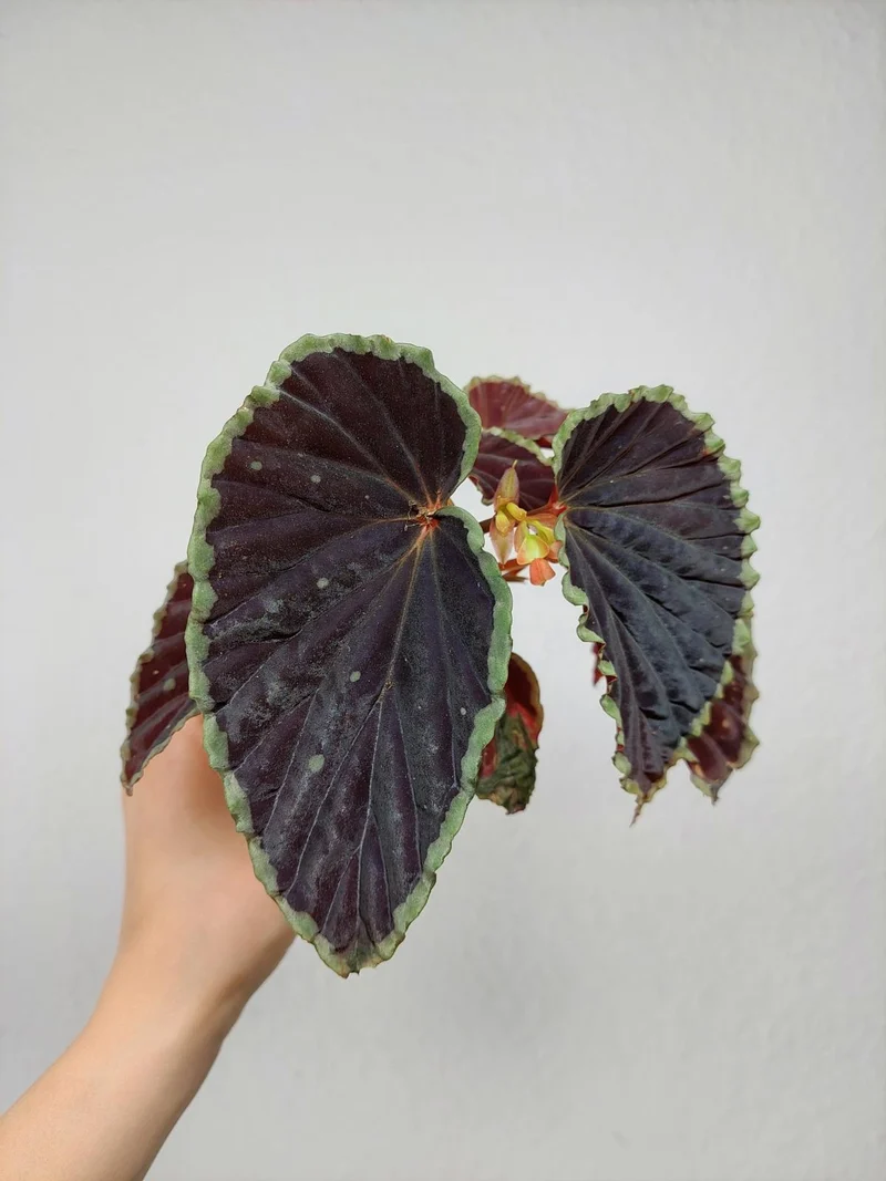 Begonia Darthvaderiana Green Spots