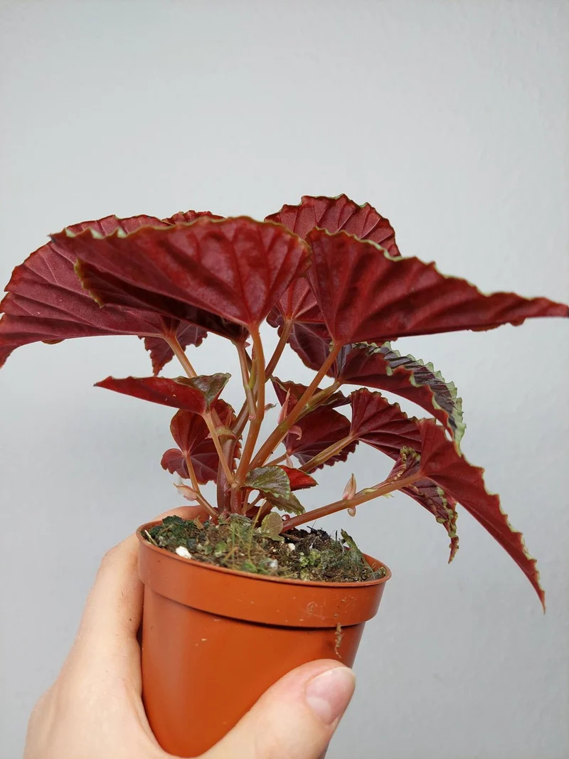 Begonia Darthvaderiana Green Spots