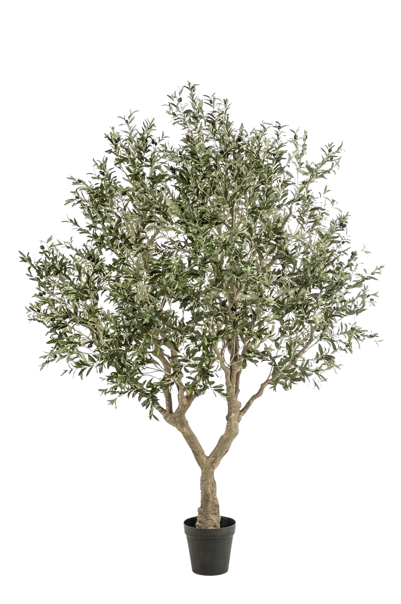Künstlicher Olivenbaum - Mars | 250 cm