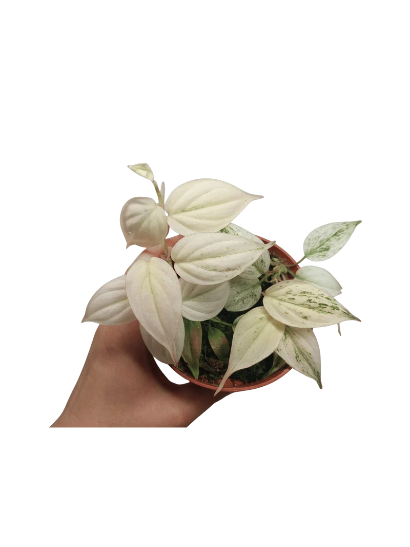 Philodendron Micans Pink Marble Variegata