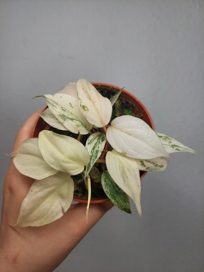 Philodendron Micans Pink Marble Variegata